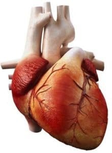 Corazón células madre Células madre y regeneración cardiovascular IMG 1792 220x300