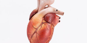 cardiología