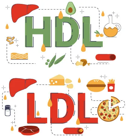 ¿Cuál es la diferencia entre LDL y HDL?